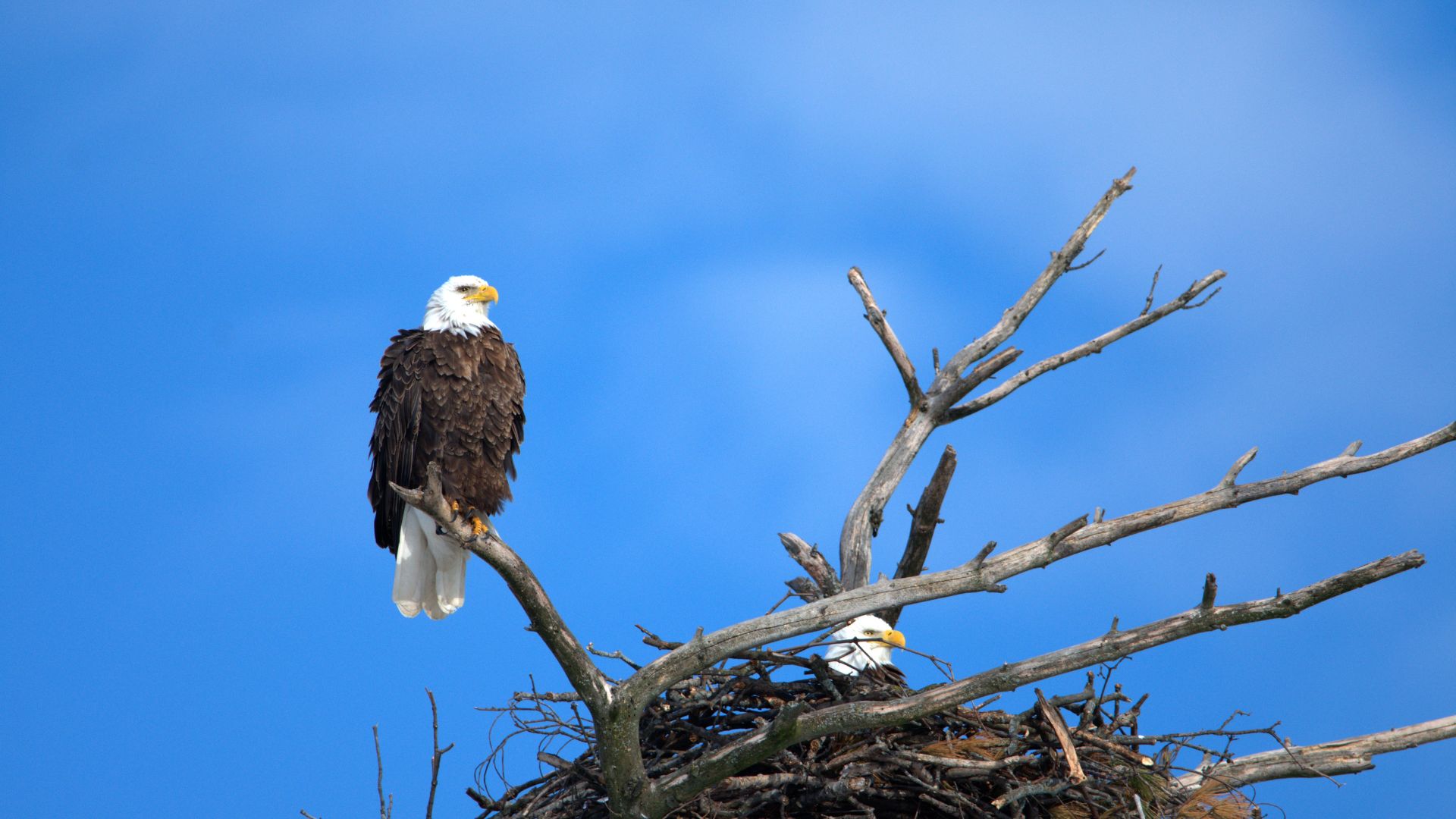 Eagle, Bald (All Other Observations)